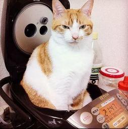 娱乐吃瓜菌猫猫视频,揭秘娱乐圈幕后趣闻